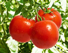 Біодобриво «добриво»