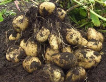 Біодобриво «добриво»