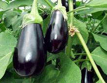 Біодобриво «добриво»