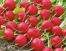 Біодобриво «добриво»