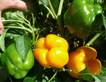 Біодобриво «добриво»