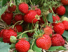 Біодобриво «добриво»