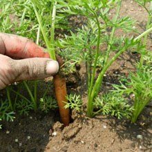 Біодобриво «добриво»