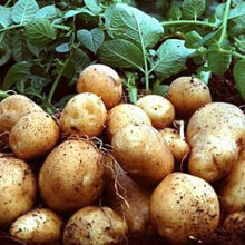 Біодобриво «добриво»