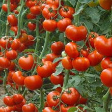 Біодобриво «добриво»