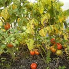 Біодобриво «добриво»