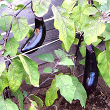 Біодобриво «добриво»